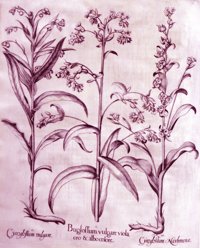 buglossum-vulgare-violaceo-albo-colore