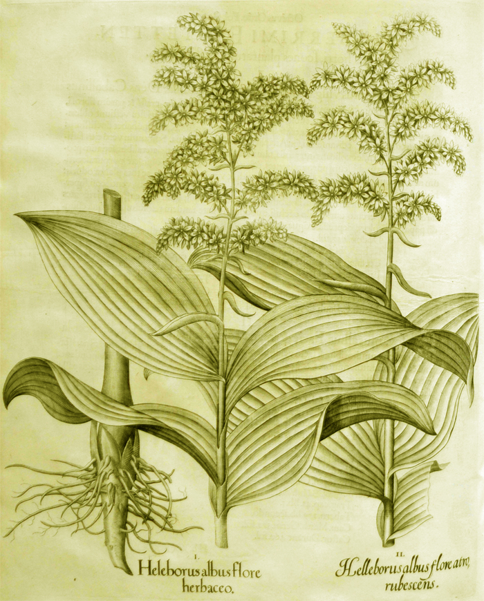 helleborus-albus-flore-herbaceo
