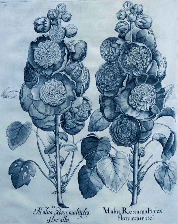 malva-rosea-multiplex-flore-albo