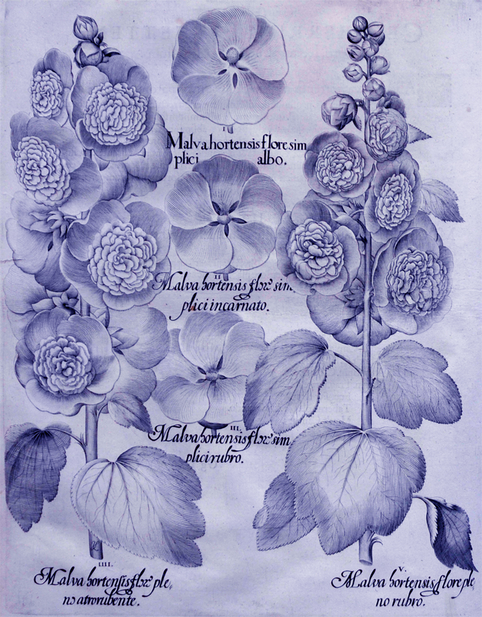malva-hortensis-flore