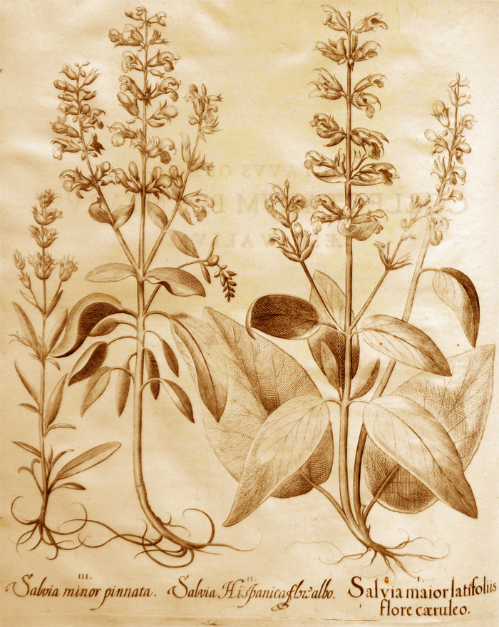 salvia-maior-latifoliis-flore-caeruleo