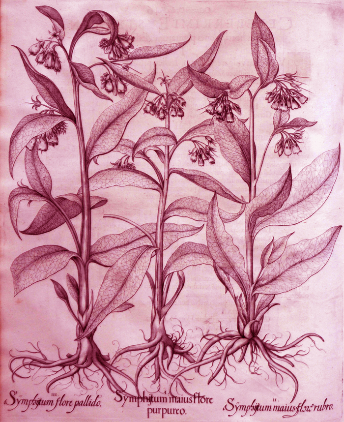 symphistum-maius-flore-purpureo