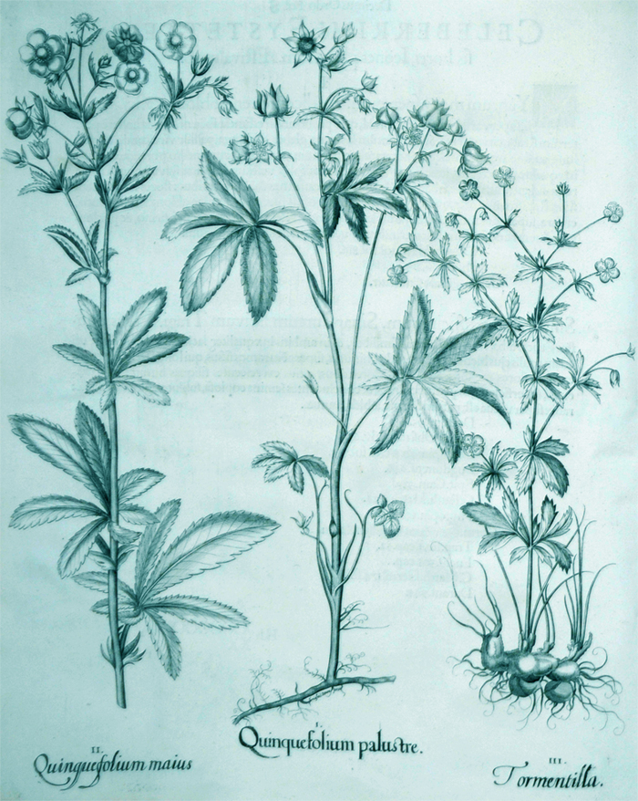 quinquefolium-palustre