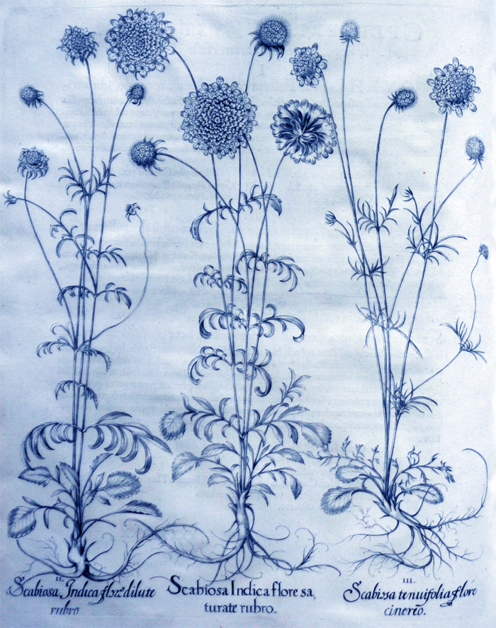 scabiosa-indica-flore-sarurate-rubro