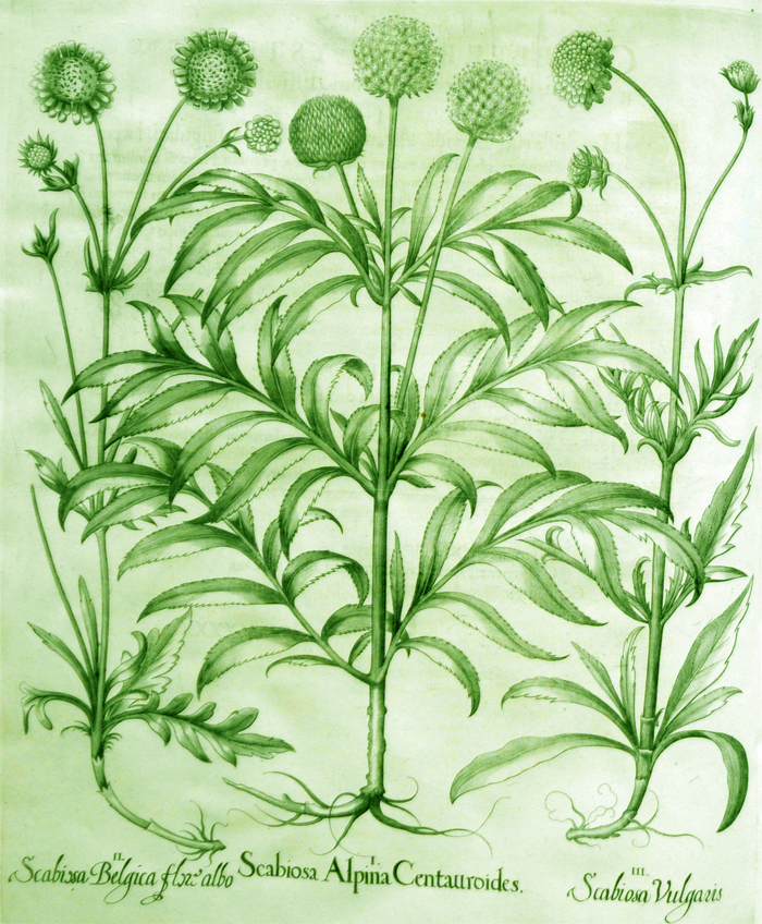 scarbiosa-alpina-centauroides