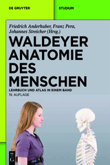 waldeyer_anatomie