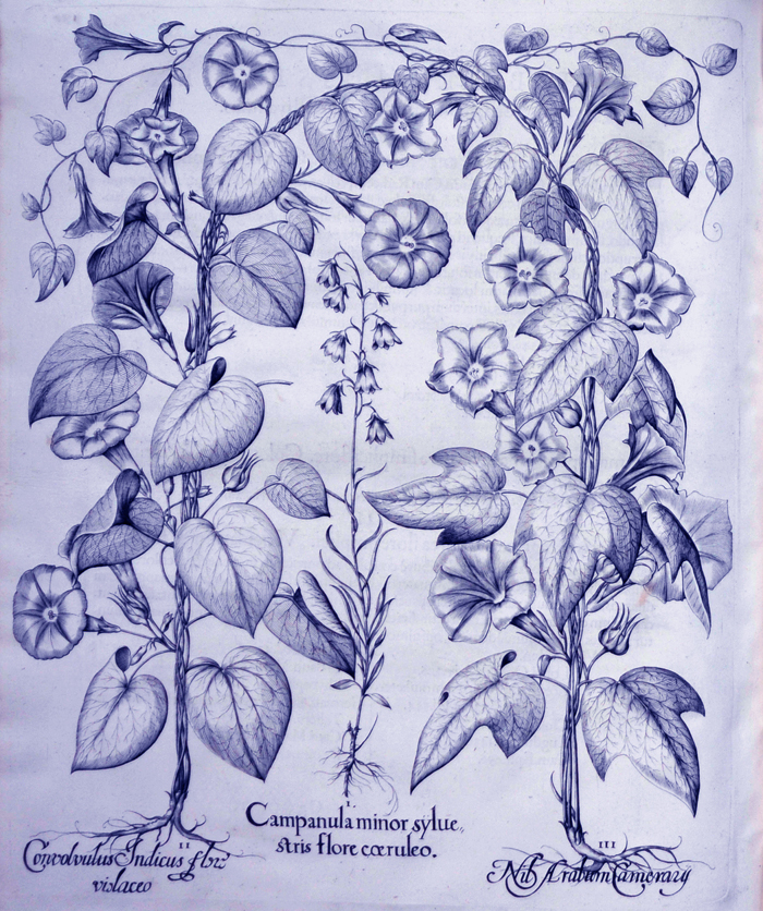 campanula-minor-syluestris-flore-coeruleo