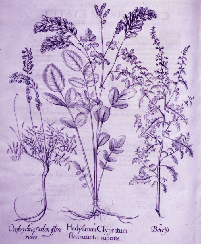 hedyfarum-clypeatum-flore-suauiter-rubente