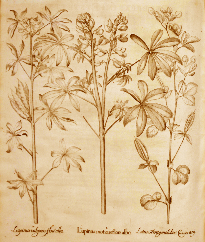 lupinus-exoticus-flore-albo